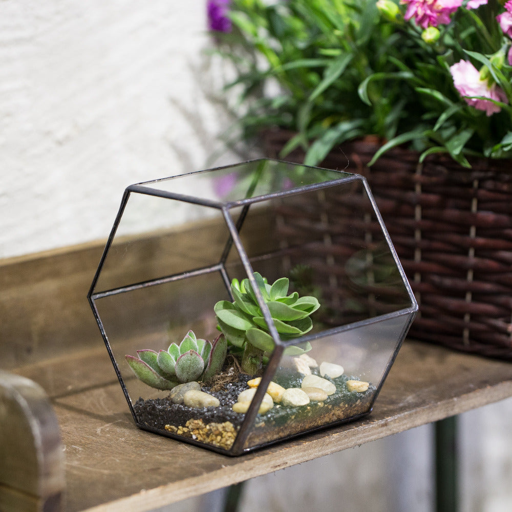 Handmade Wall Geometric Hexagon Glass Terrarium Box for Fern Moss Succulent Airplants Cacti - NCYPgarden