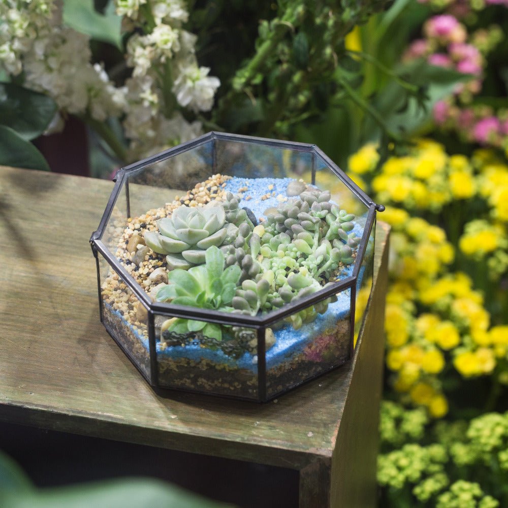 Handmade Flat Octagon Glass Geometric Terrarium for Succulents Fern Moss - NCYPgarden