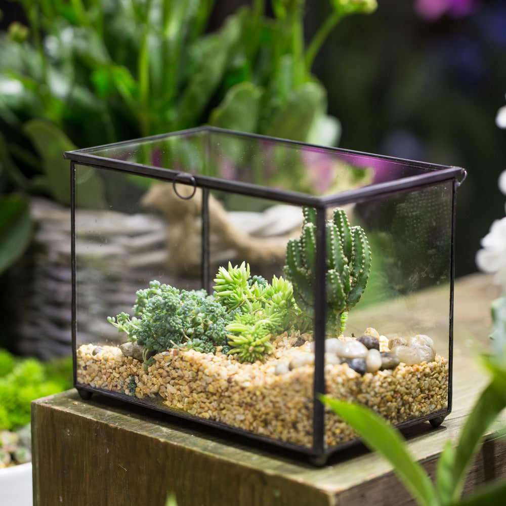 Handmade Rectangle Clear Glass Geometric Terrarium Box for Succulents Fern Moss Plant Flower - NCYPgarden