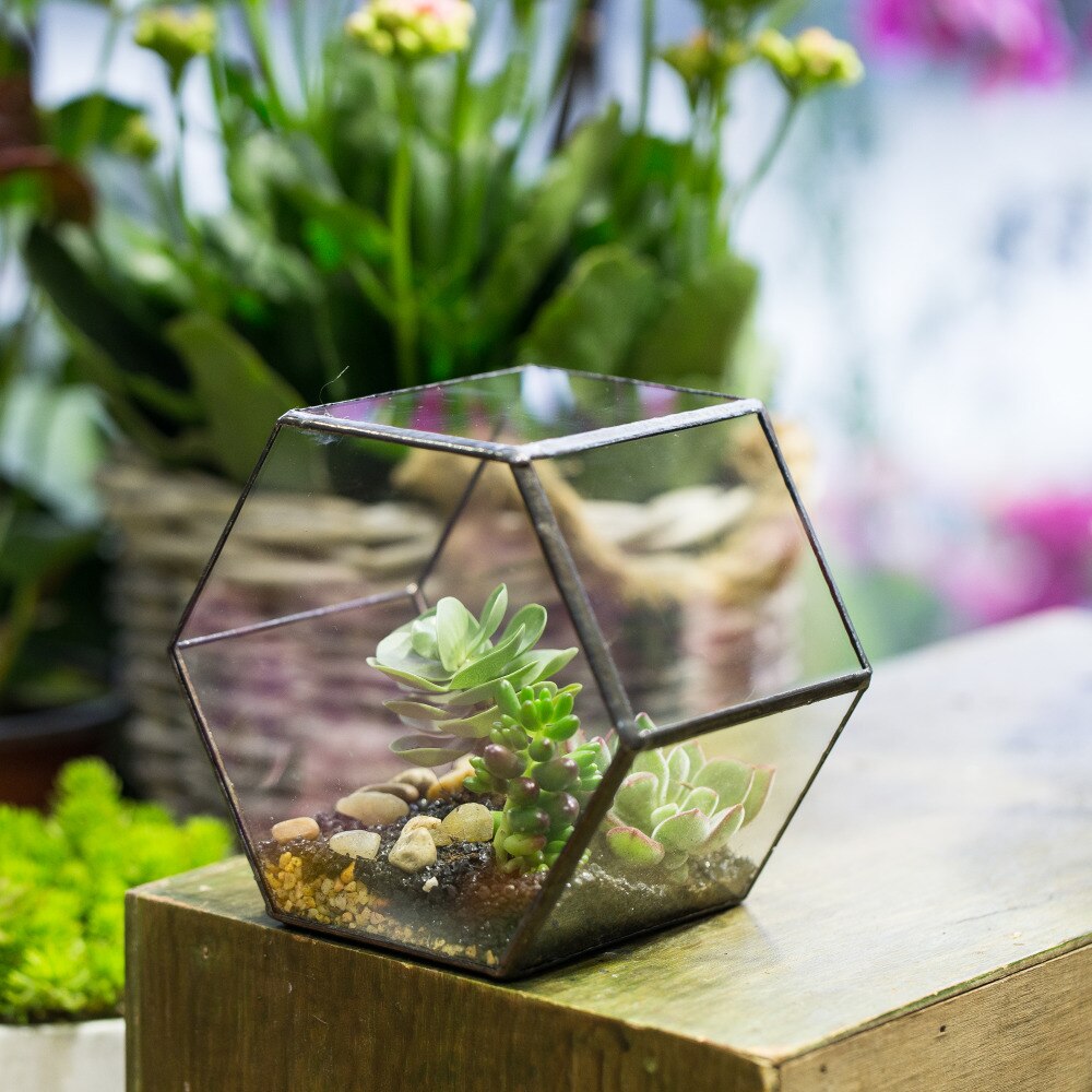 Handmade Thick Geometric Hexagon Glass Terrarium for Succulent Moss Airplants - NCYPgarden