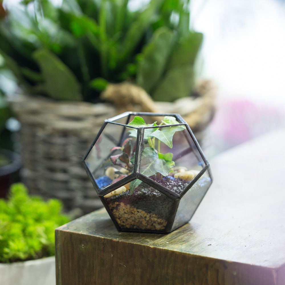 Handmade Mini Black Pentagon Glass Geometric Terrarium for Ring Box Moss - NCYPgarden
