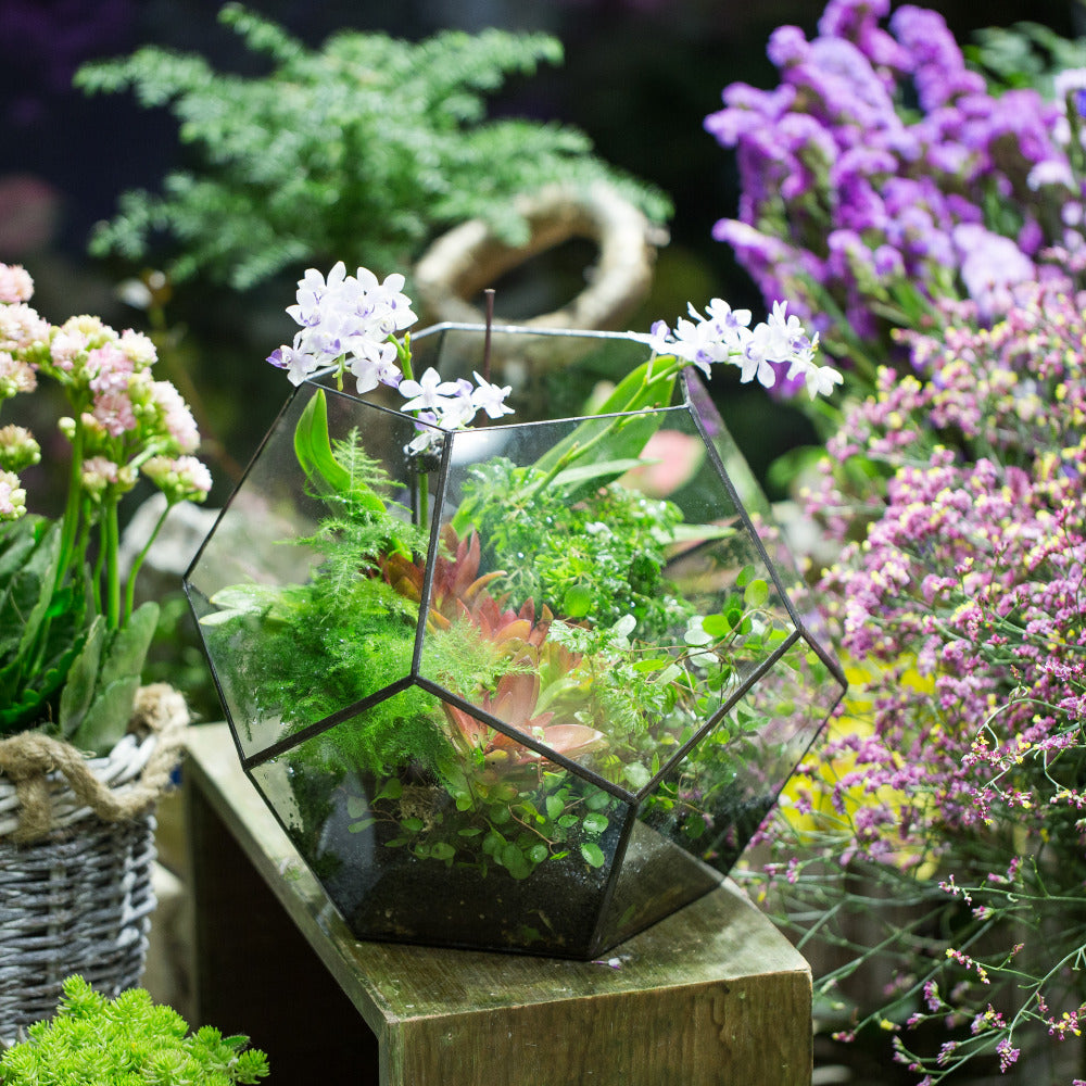 Handmade Extra Large Large Pentagon Glass Geometric Terrarium for Succulents Fern Moss Airplants - NCYPgarden