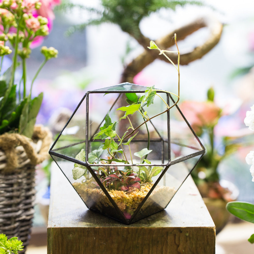 Handmade Glass Geometric Flower Terrarium Pot for Succulents Moss Fern Micro Landscape - NCYPgarden