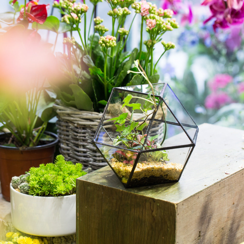 Handmade Glass Geometric Flower Terrarium Pot for Succulents Moss Fern Micro Landscape - NCYPgarden