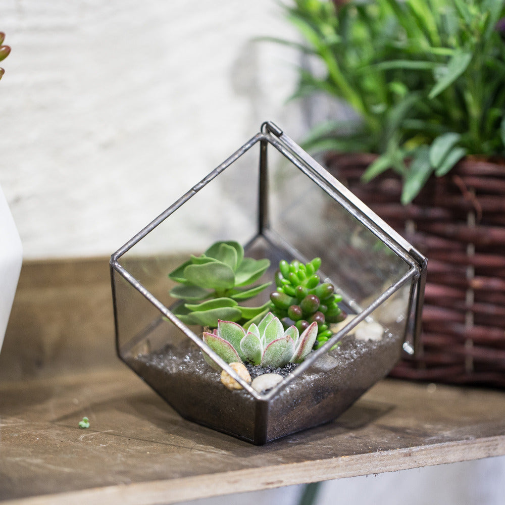 Handmade 10cm / 15cm Inclined Cube Glass Black Geometric Terrarium with Door for Succulent Moss - NCYPgarden
