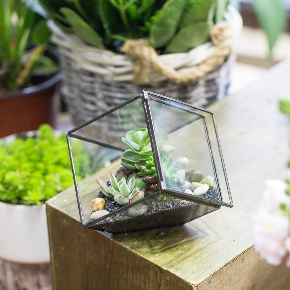 Handmade 10cm / 15cm Inclined Cube Glass Black Geometric Terrarium with Door for Succulent Moss - NCYPgarden