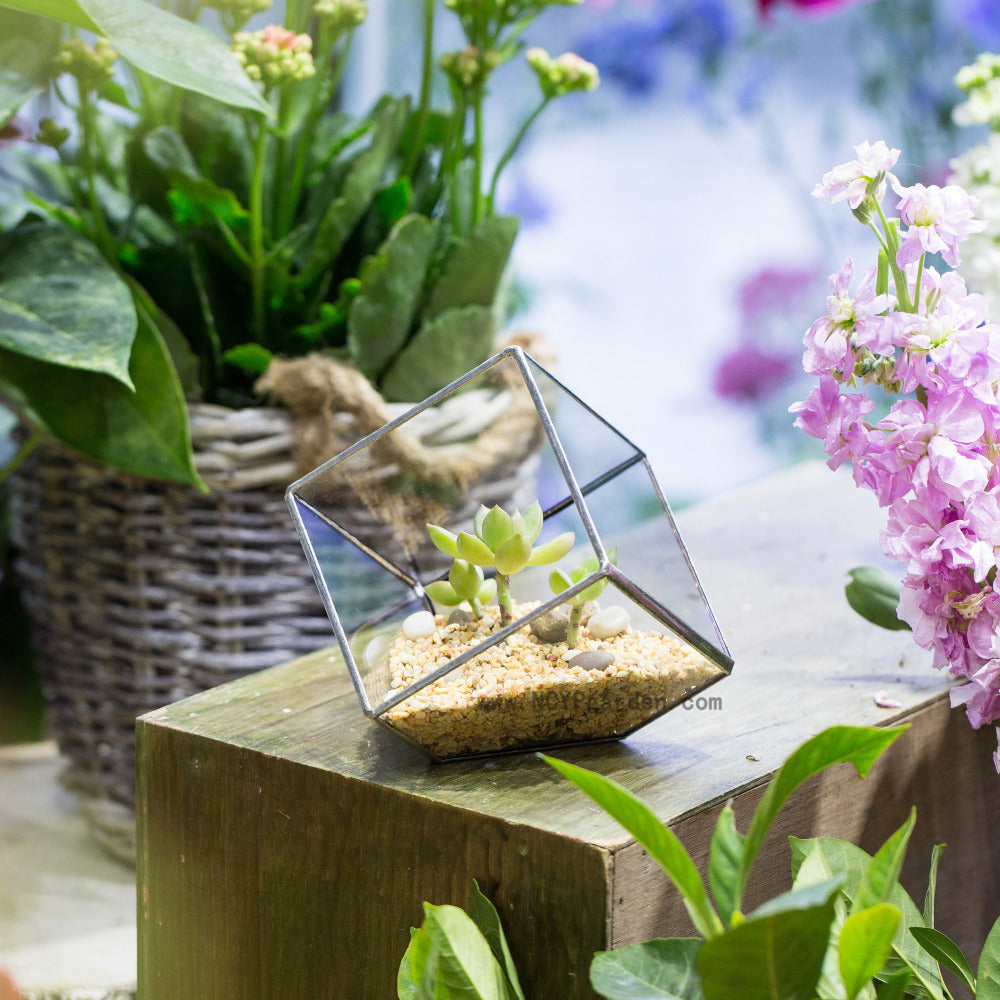 Handmade 3.93" / 10cm Silver Square Inclined Cube Glass Geometric Terrarium for Succulent  Airplants - NCYPgarden