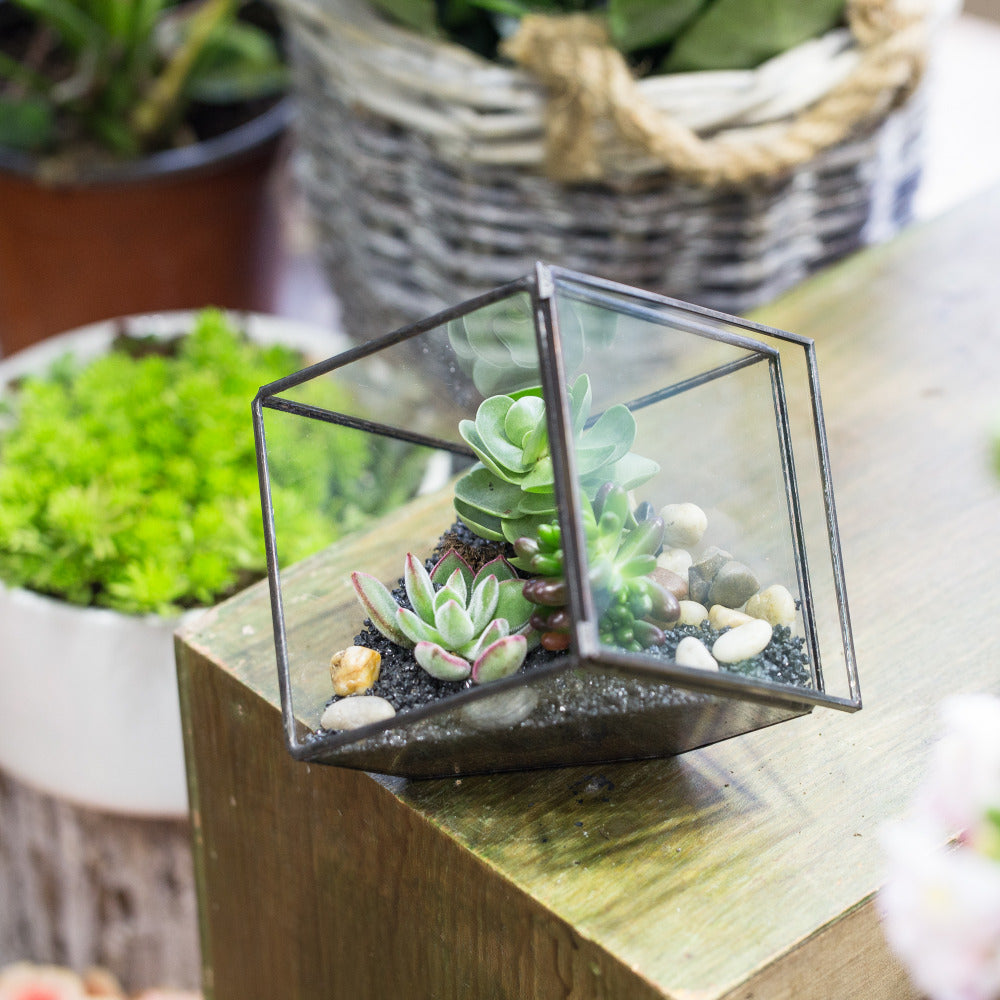 Handmade 10cm / 15cm Inclined Cube Glass Black Geometric Terrarium with Door for Succulent Moss - NCYPgarden